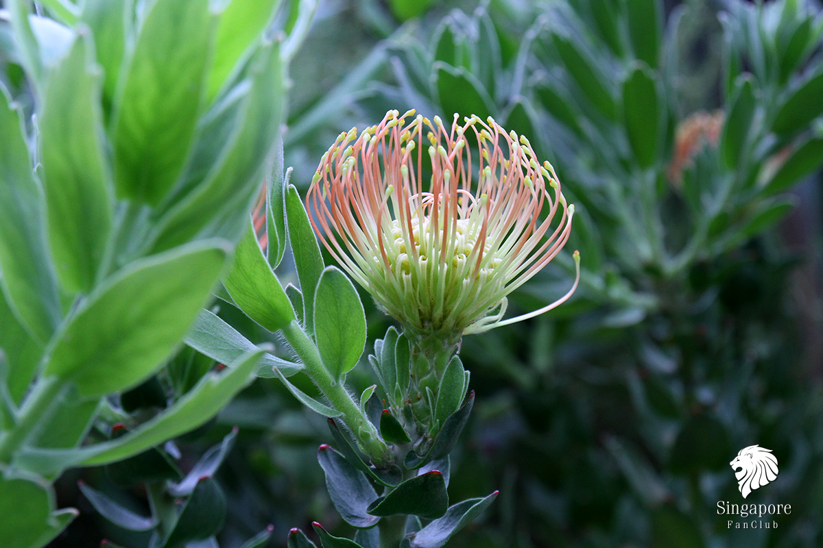 Flower Dome Gardens by the Bay