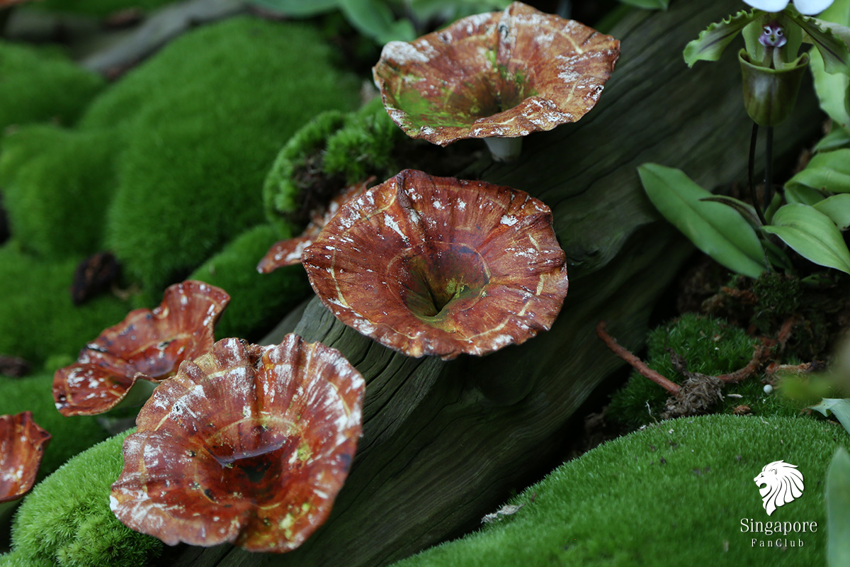 Cloud Forest