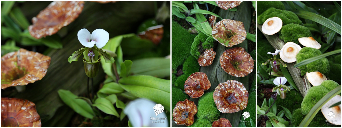 Cloud Forest Gardens by the Bay