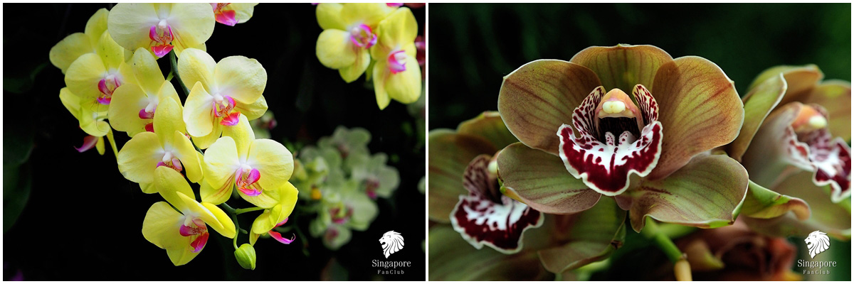 Cloud Forest Gardens by the Bay