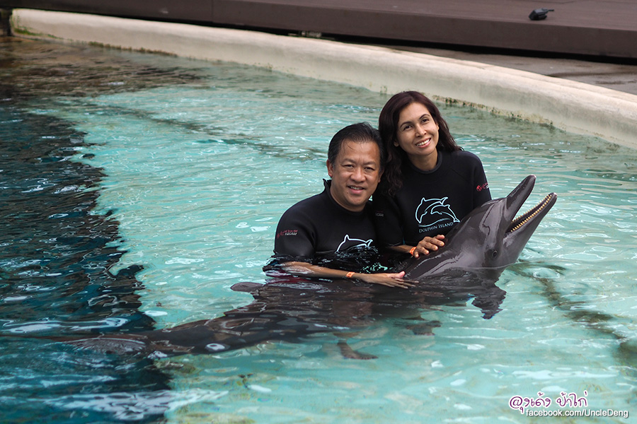 ว่ายน้ำ กับ โลมา ที่ Dolphin Island