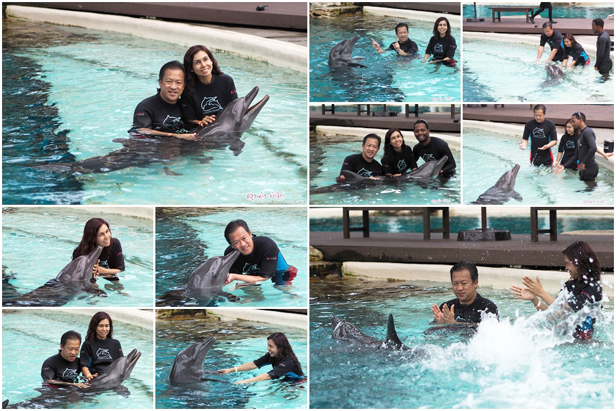 แพ็กเกจ Dolphin Discovery