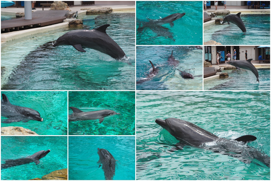 แพ็กเกจ Dolphin Discovery