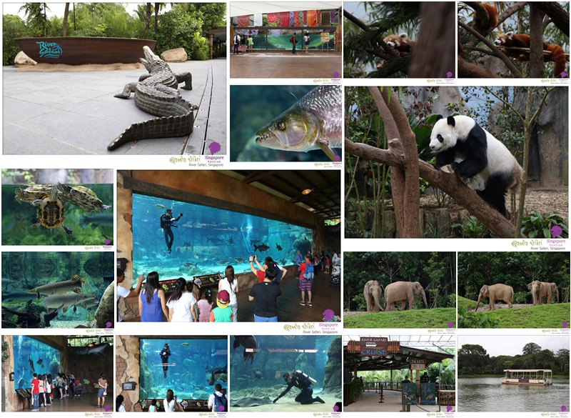 River Safari รวมสัตว์น้ำที่หาดูยาก และ เจีย เจีย และ ไค ไค สองแพนด้าในสิงคโปร์