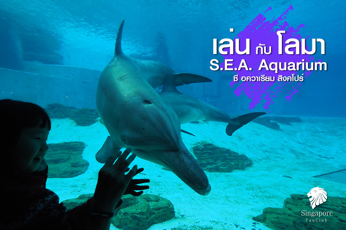 โลมา แสนรู้ : S.E.A. Aquarium สิงคโปร์